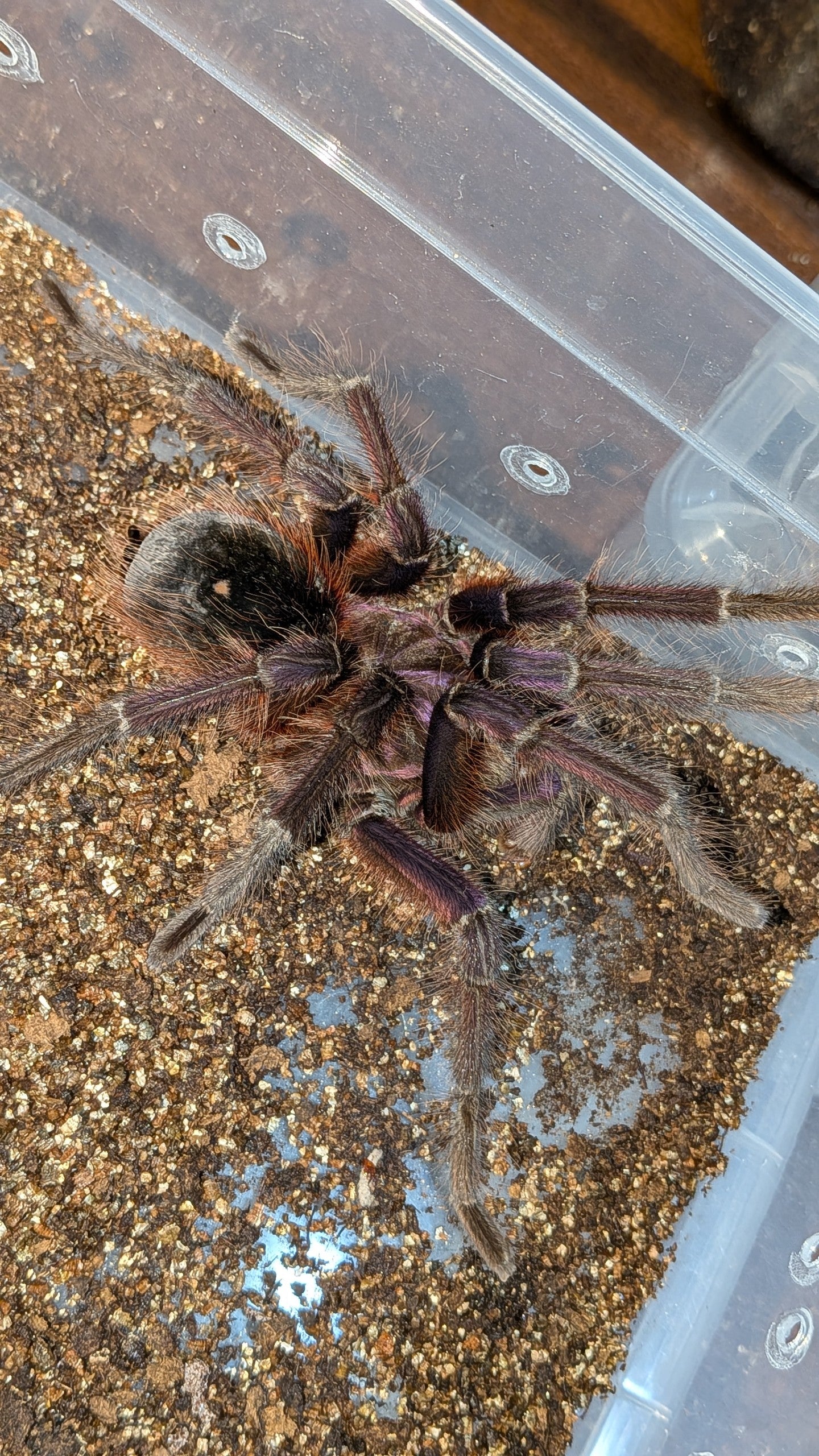 バーガンディゴライアスバードイーター/Theraphosa stirmi【成体