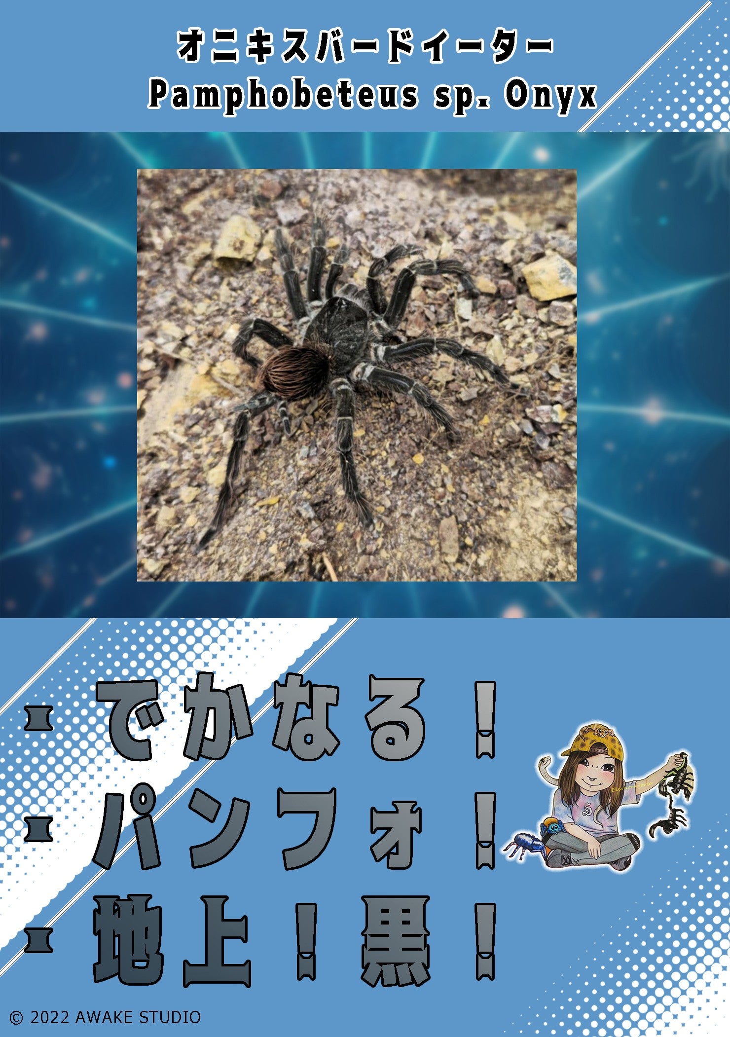 Pamphobeteus sp. Onyx 【幼体】 | 奇蟲屋 榊（タランチュラ通販店）