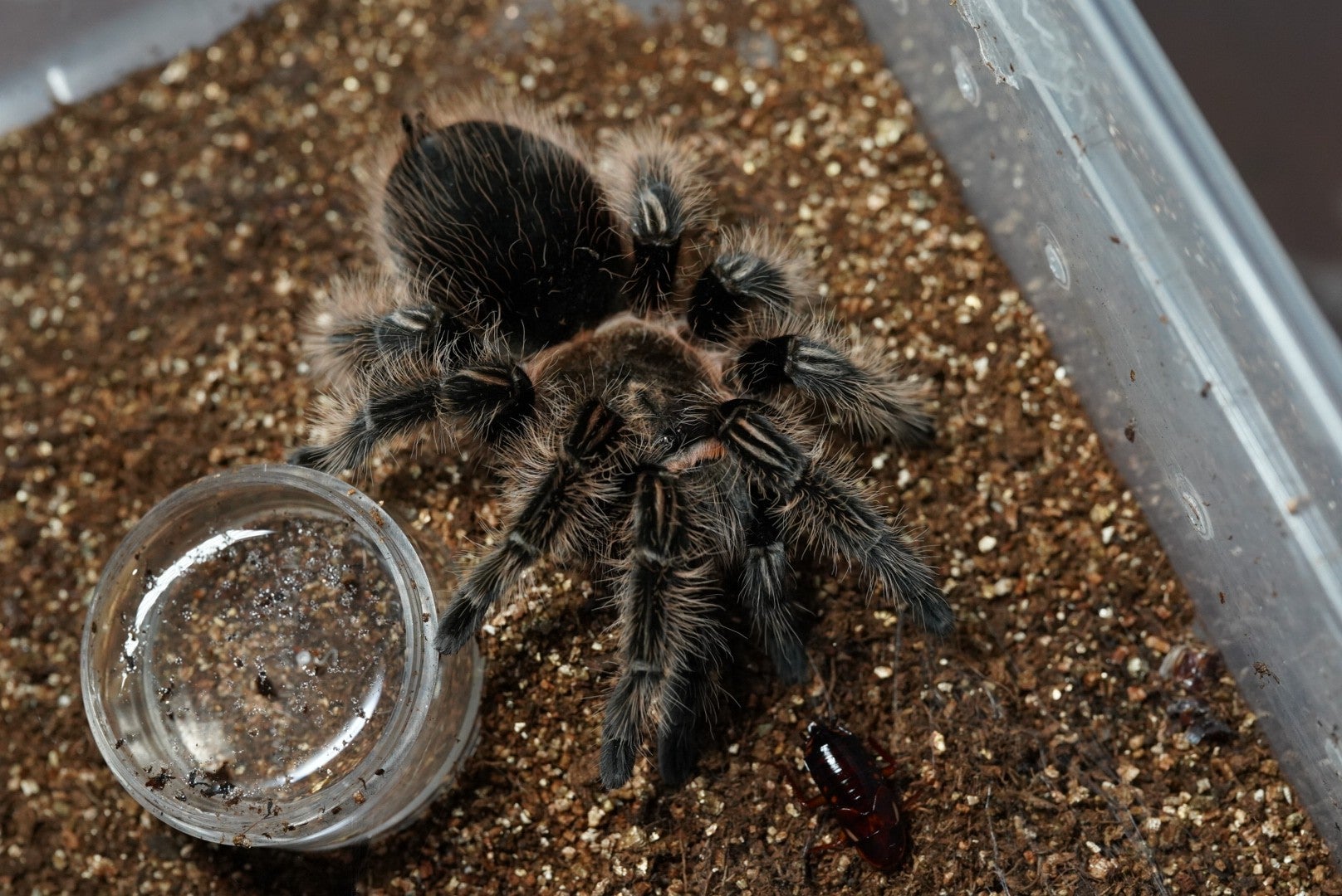 カーリーヘアタランチュラ/Tliltocatl albopilosus【アダルト♀】10年