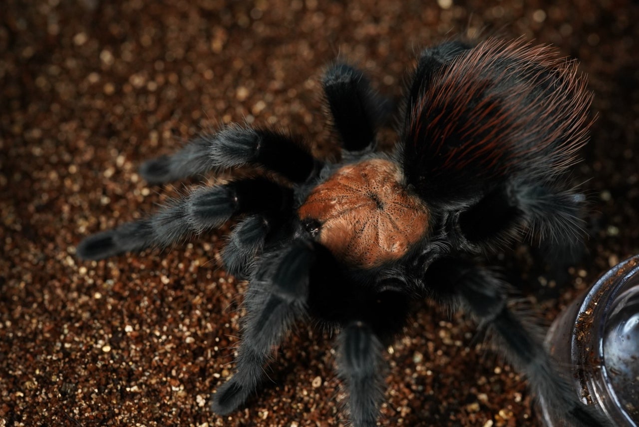 奇蟲屋 榊（タランチュラ通販店）- Japanese Tarantula Online Store