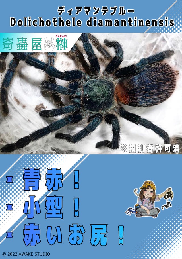 🔥新入荷🔥 | 奇蟲屋 榊（タランチュラ通販店）- Japanese Tarantula
