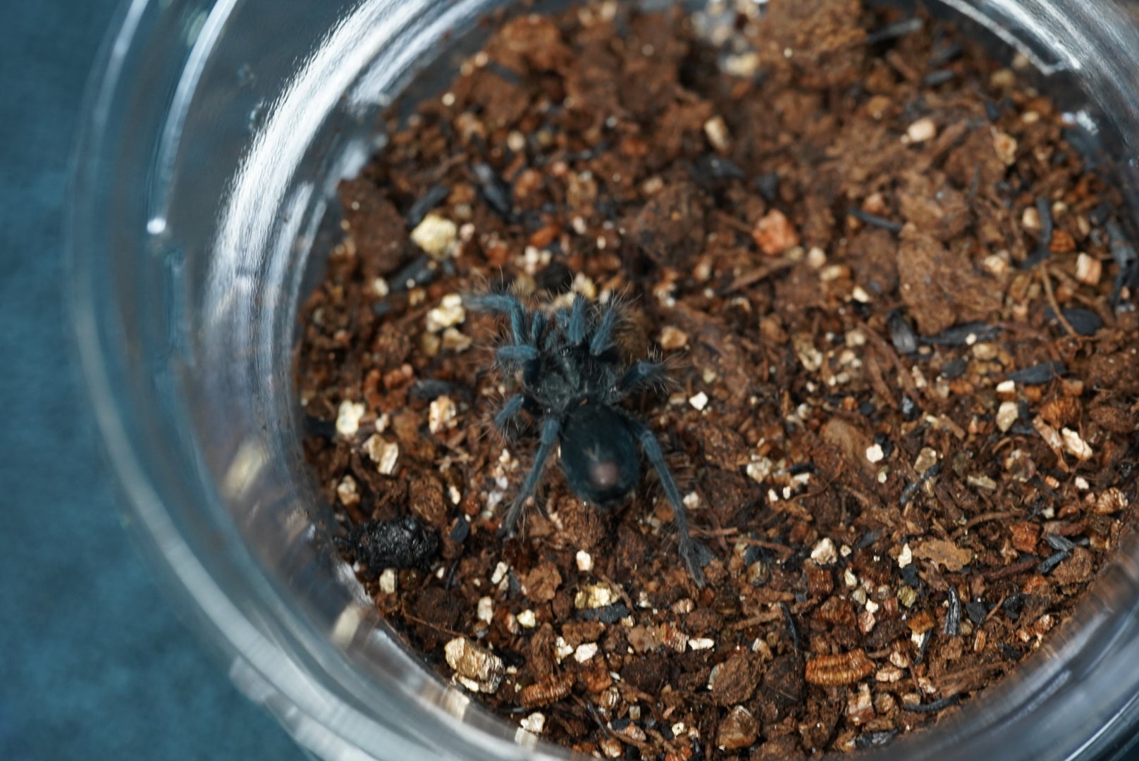 ドミニカンパープル/Phormictopus sp. dominican purple【幼体】 | 奇