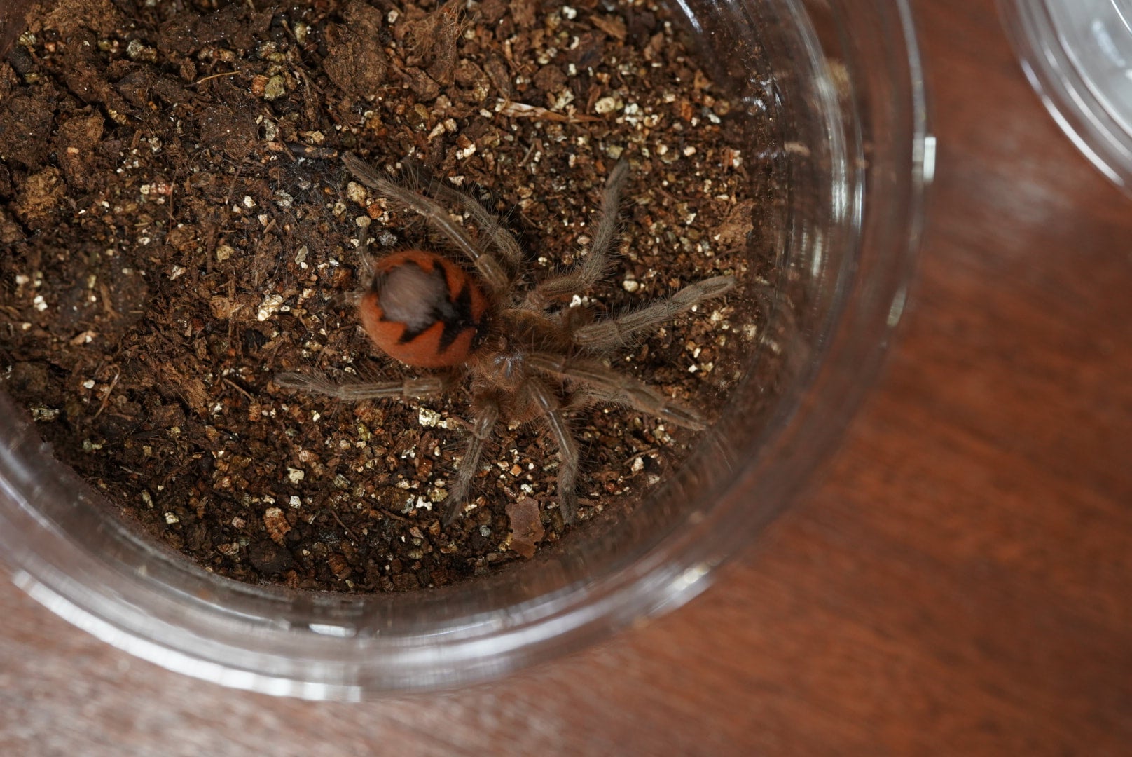 マナビバードイーター/Pamphobeteus sp manabi【ヤング】 | 奇蟲屋 榊