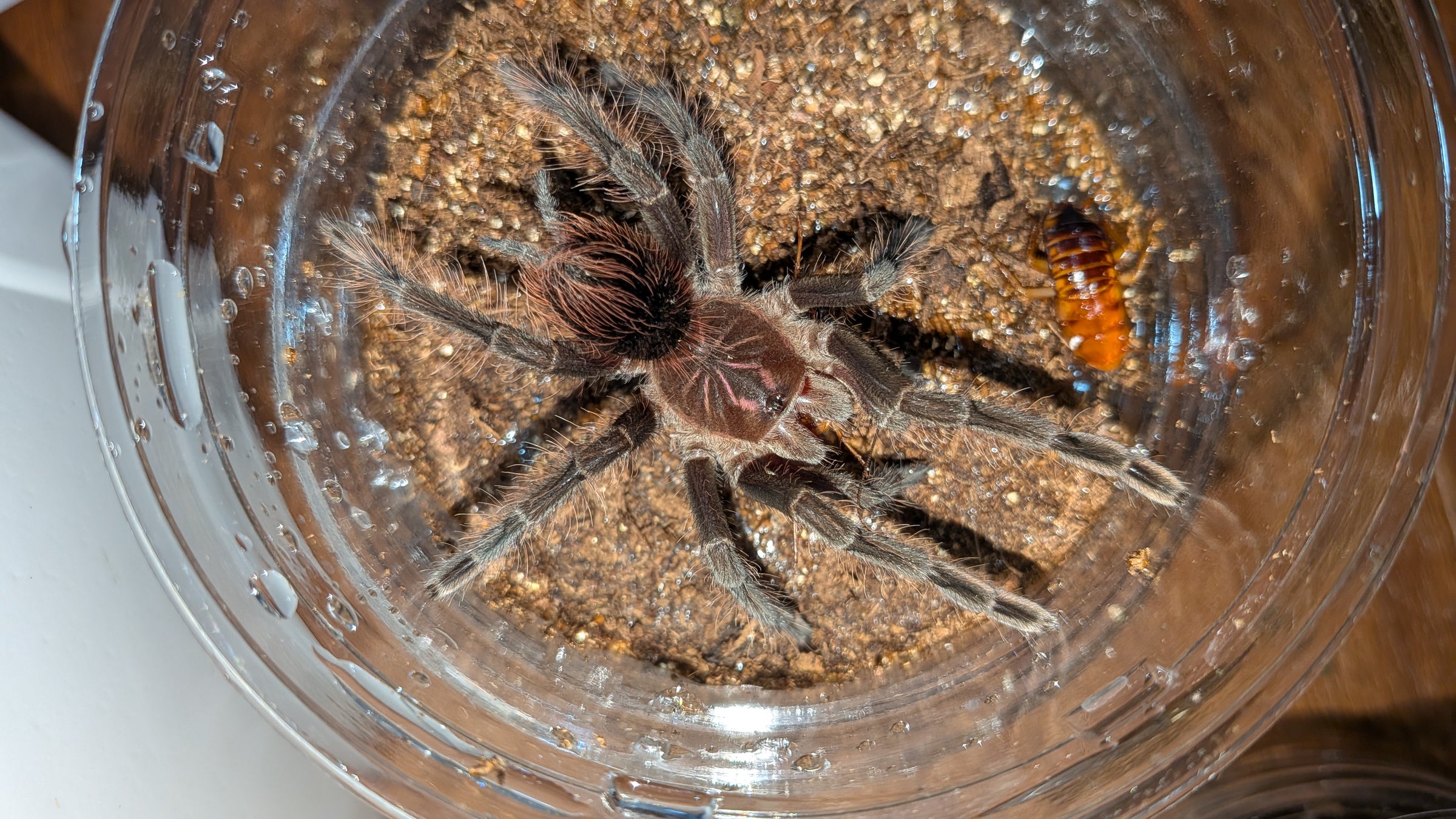 ミッドナイトブラックバードイーター/ Pamphobeteus sp tigris【育った