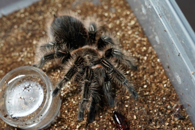 🔥新入荷🔥 | 奇蟲屋 榊（タランチュラ通販店）