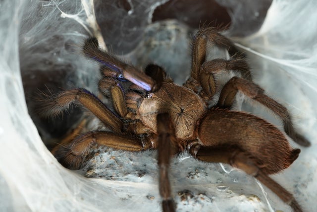 【サービス品@980〜】オオゴマダラジカ(多頭) 奇蟲屋 榊（タランチュラ通販店）