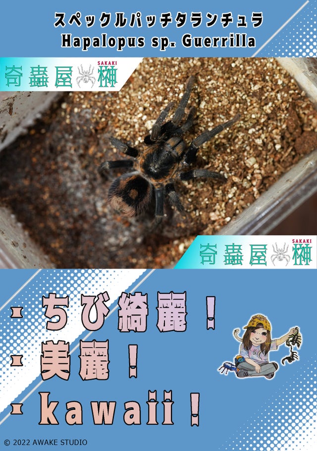 タランチュラの世界 タランチュラの世界: The Tarantula's World | 冨水明 |本