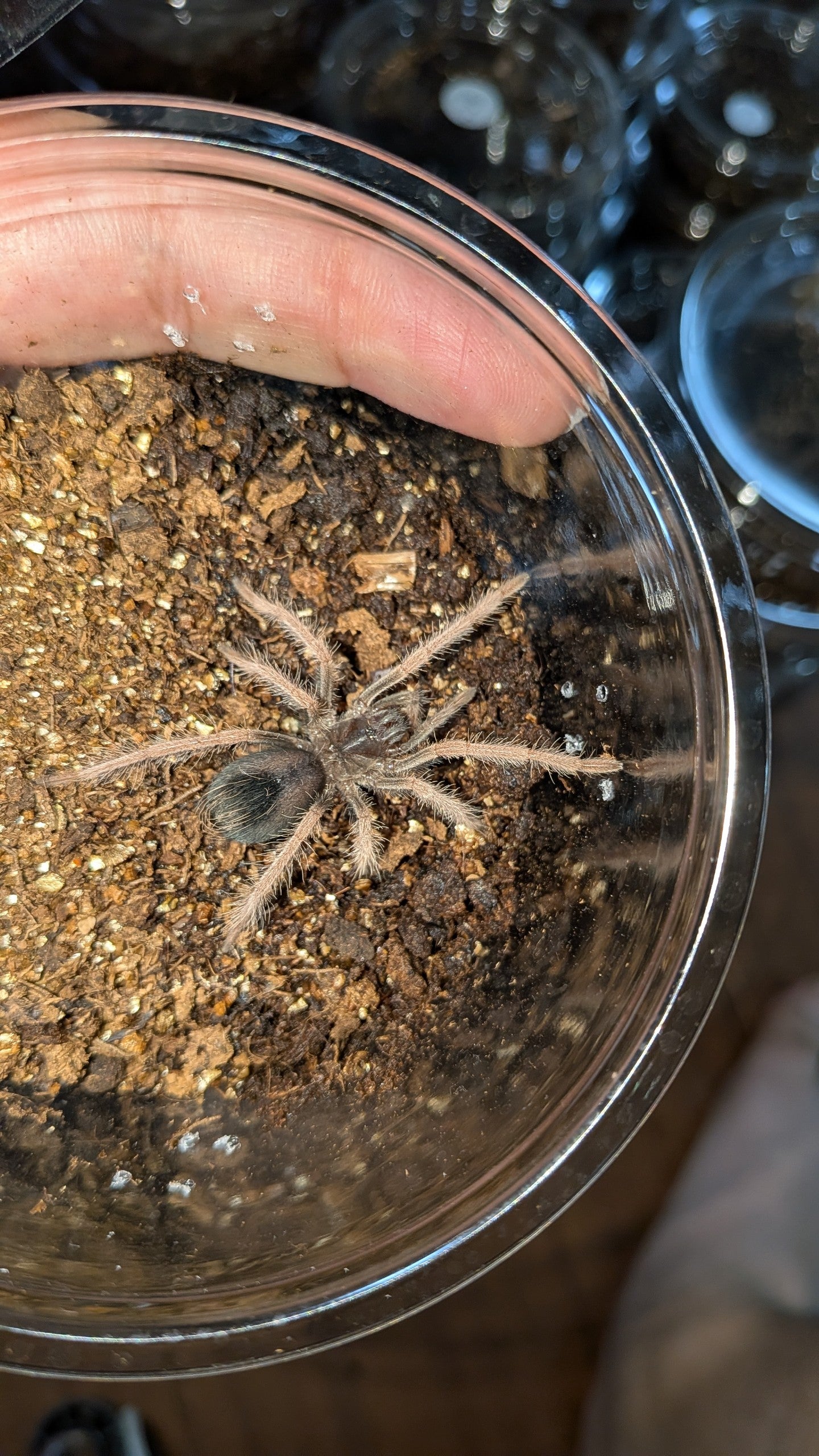 新】Xenesthis sp. white lowland 【幼体】 | 奇蟲屋 榊（タランチュラ