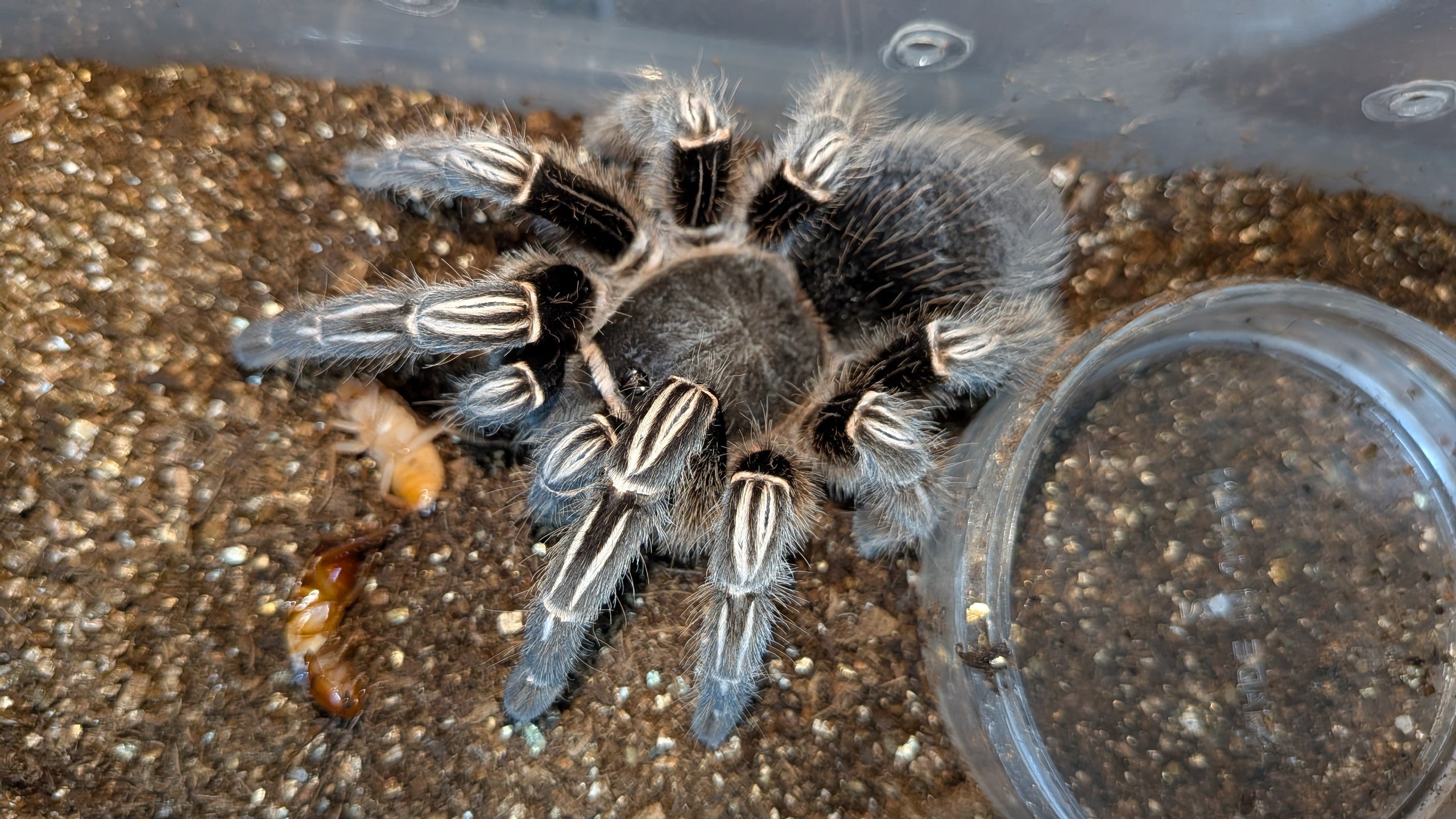 コスタリカンゼブラレッグ/Aphonopelma seemanni 【アダルト♀】 | 奇