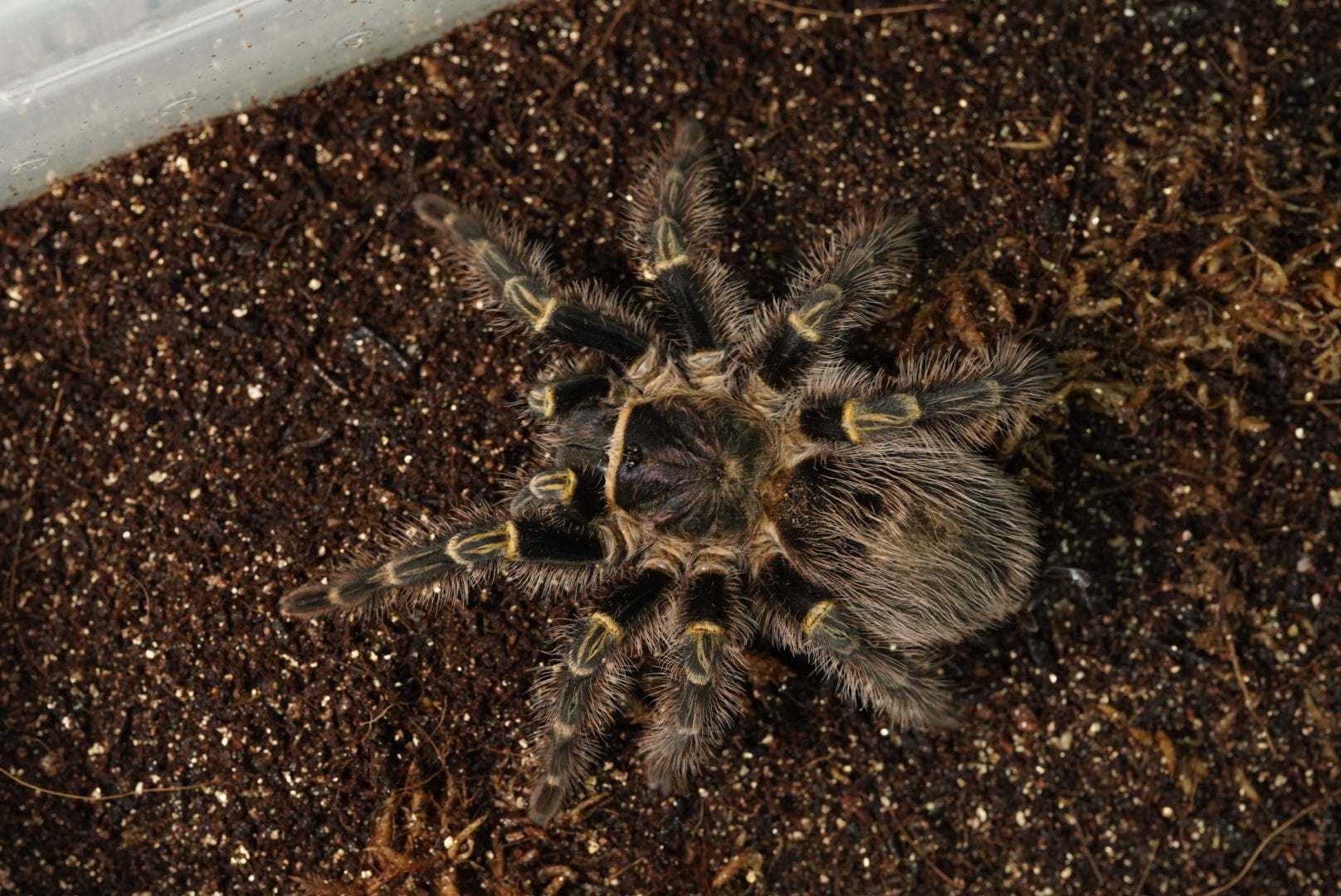 チャコジャイアントゴールデンストライプニー/Grammostola pulchripes