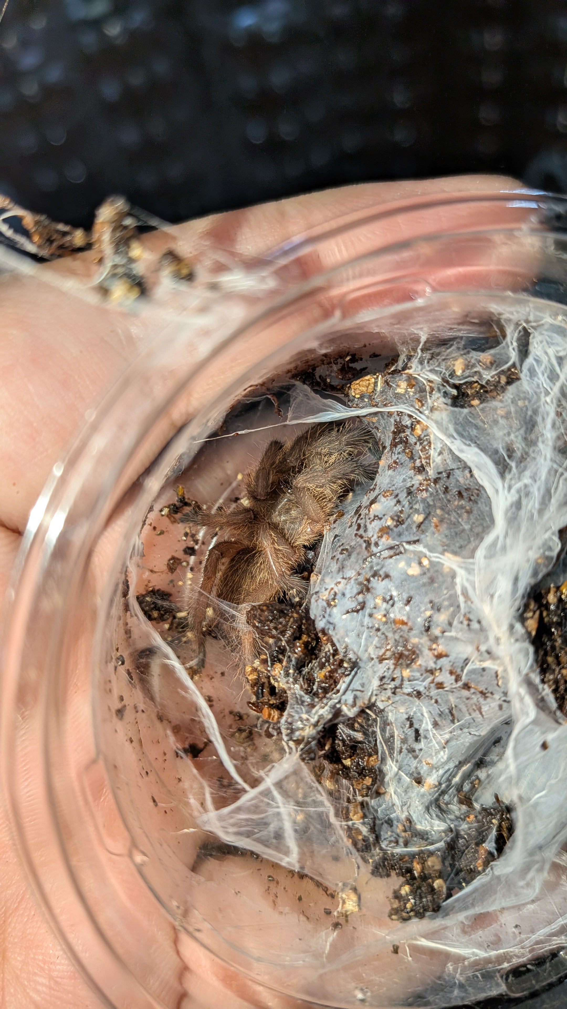 タイブラウン/Cyriopagopus sp.【幼体LS4cm】 | 奇蟲屋 榊