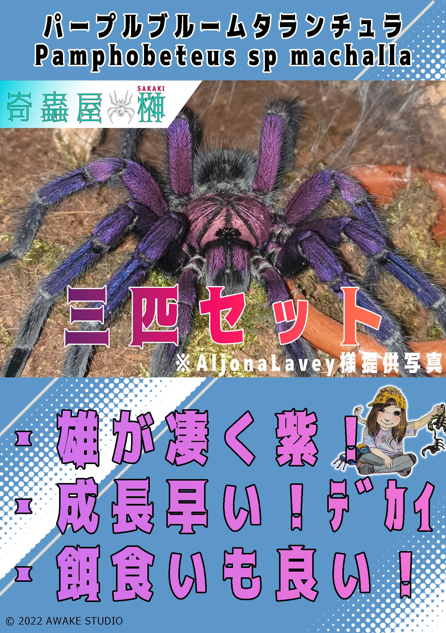新】パープルブルームタランチュラ/Pamphobeteus sp machalla【幼体】3 