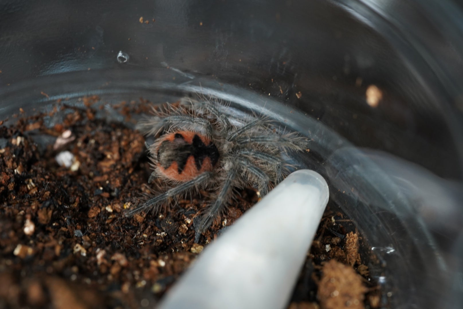 ピンクブルームタランチュラ/Pamphobeteus sp. platyomma 【幼体