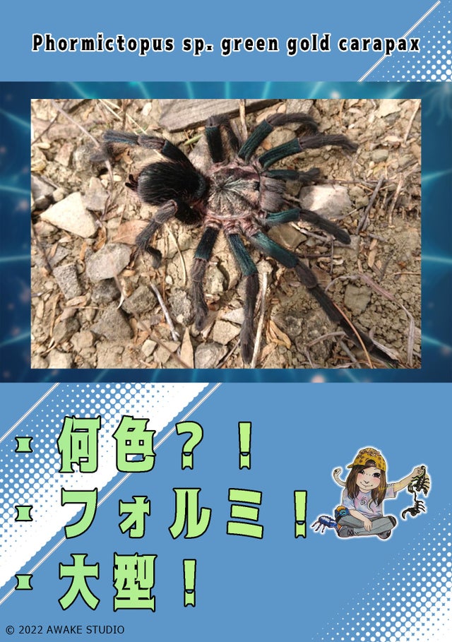 奇蟲屋 榊（タランチュラ通販店）- Japanese Tarantula Online Store