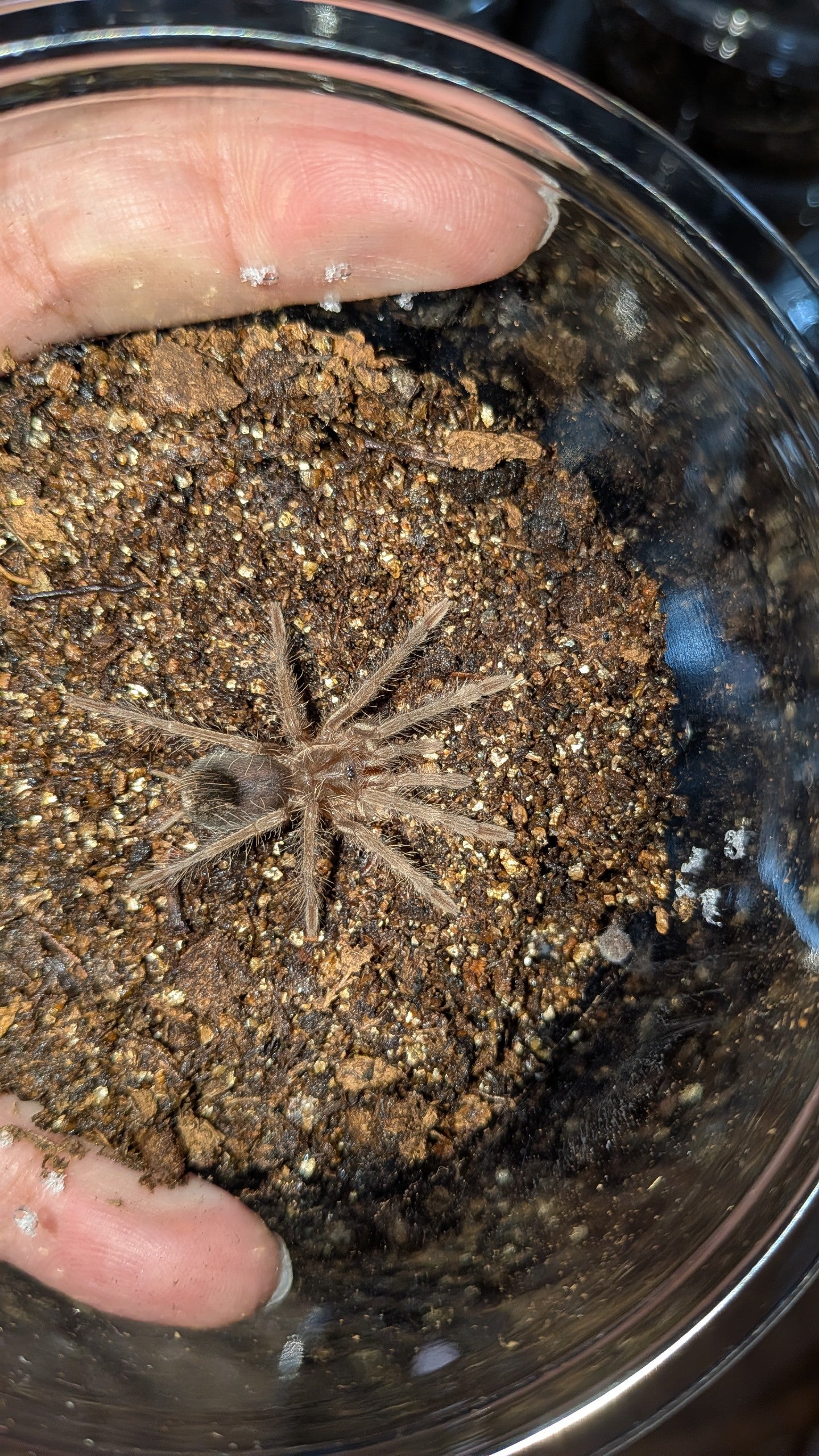 Pamphobeteus sp. Crimson Mask 【幼体】 | 奇蟲屋 榊（タランチュラ