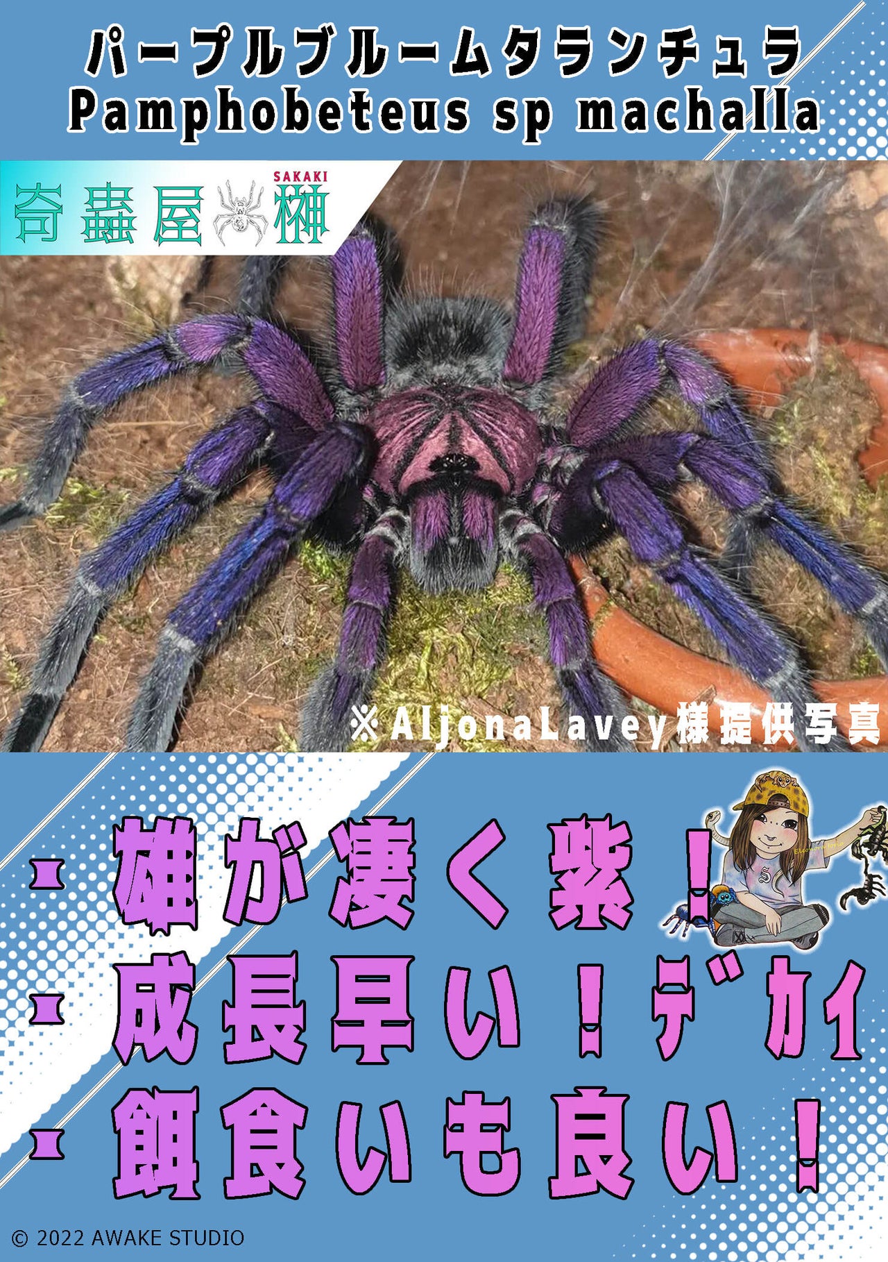 .cute!! / タランチュラ 奇蟲新入荷&セール～中毒性の蟲(ちゅう)～ : 爬虫類倶楽部