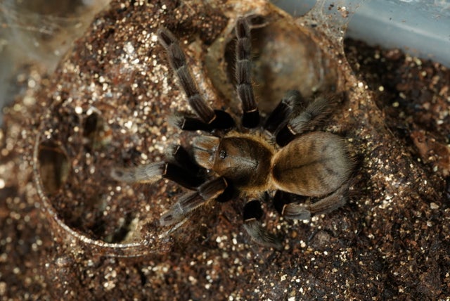 チタノタ「強棘タランチュラ」Tarantula SP/OC 鉢ごと発送 チタノタ「強棘タランチュラ」Tarantula SP/OC 鉢ごと発送