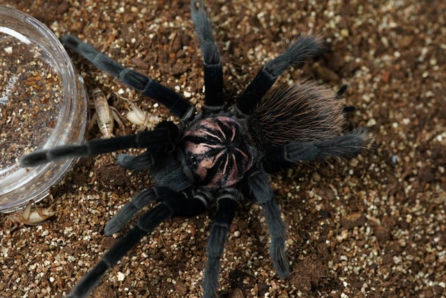 .cute!! / タランチュラ How to take care of a beautiful tarantula? - YouTube