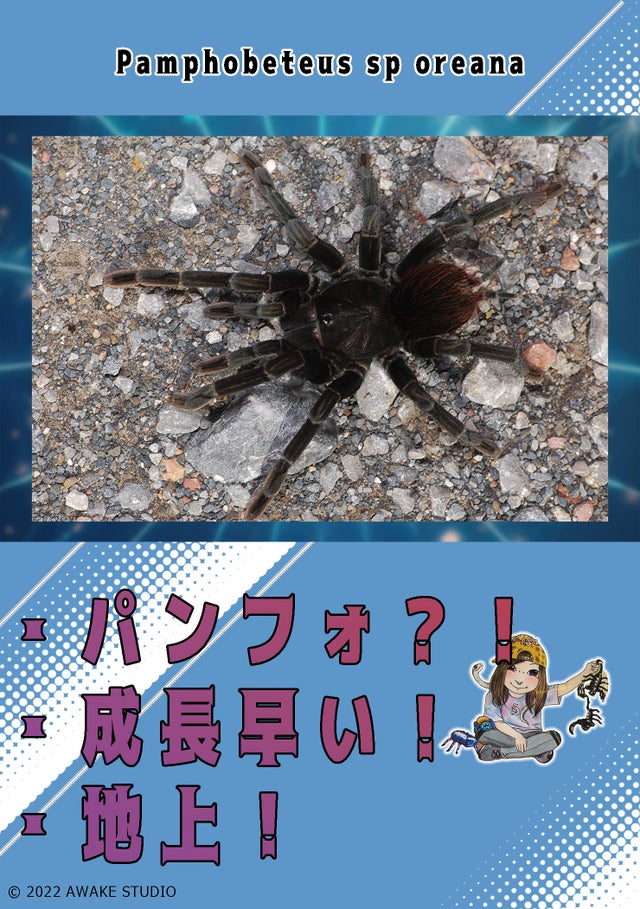 奇蟲屋 榊（タランチュラ通販店）