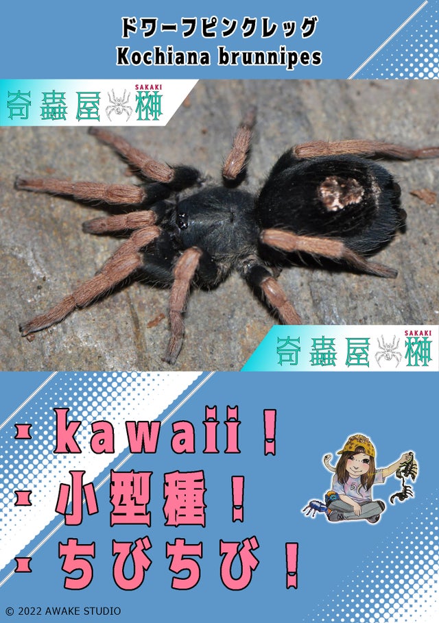 タランチュラの世界 Amazon.co.jp: タランチュラの世界 電子書籍: 冨水明: Kindleストア