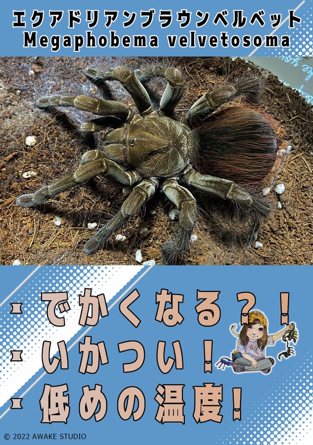 奇蟲屋 榊（タランチュラ通販店）