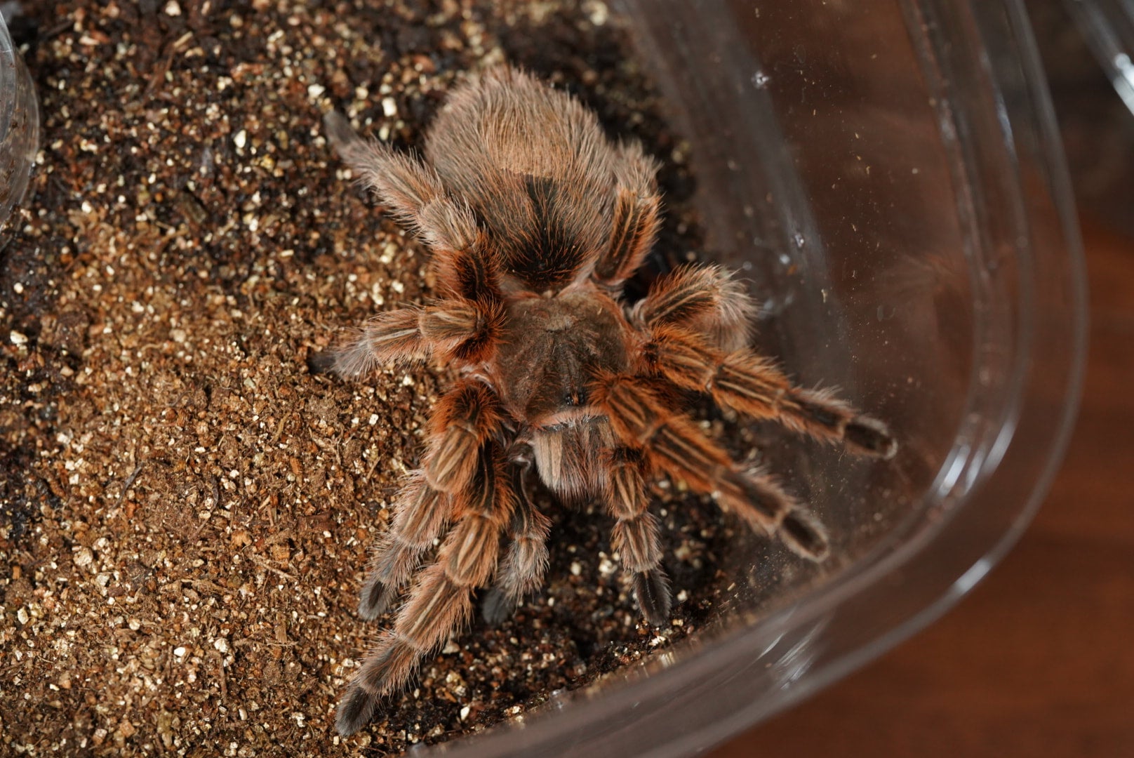 新】チリアンレッドローズ/Grammostola rosea “red”【幼体】 | 奇蟲屋