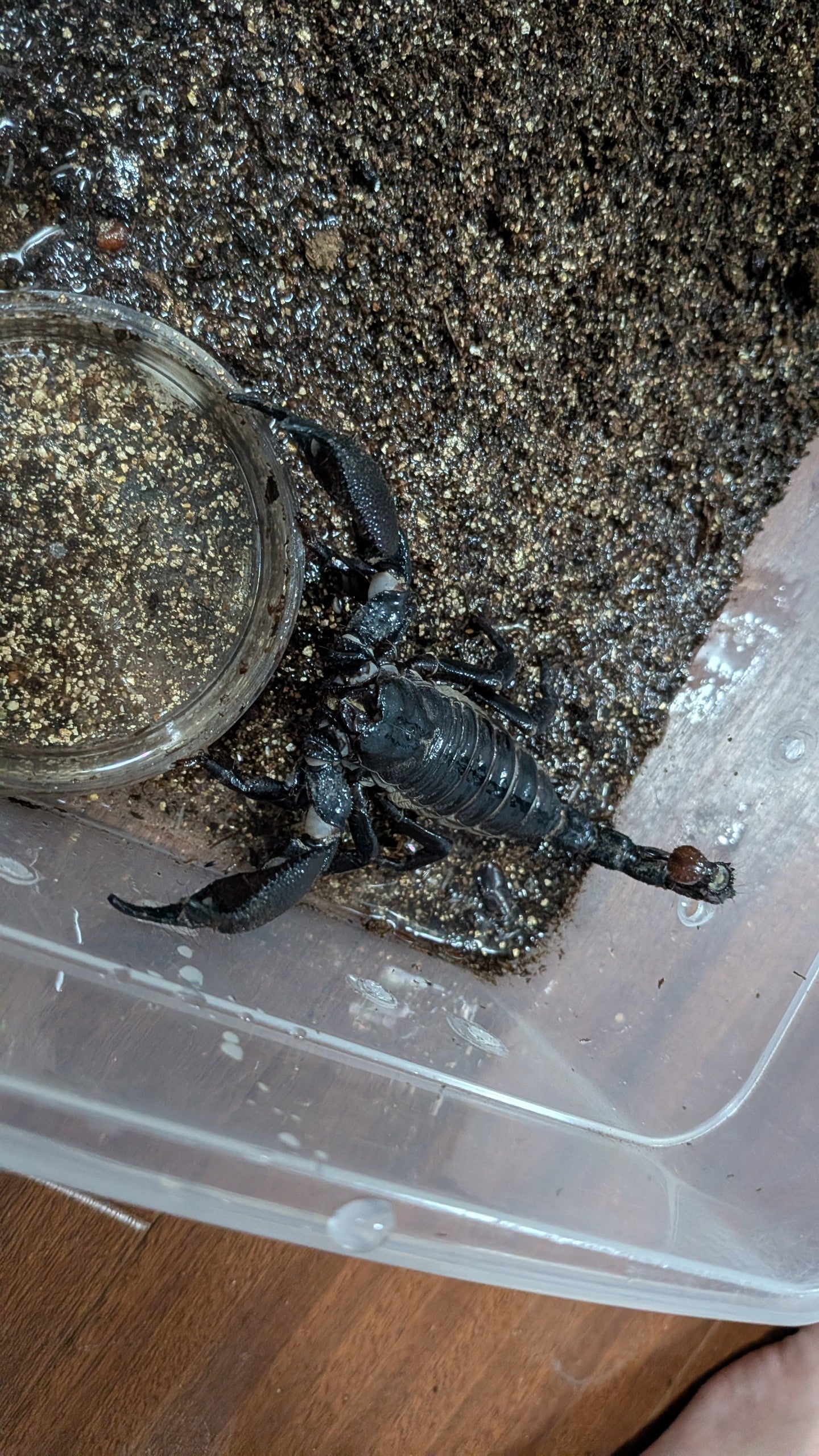 カンボジア産 奇形種 ダイオウサソリ/Pandinus imperator【成体】 | 奇蟲屋 榊