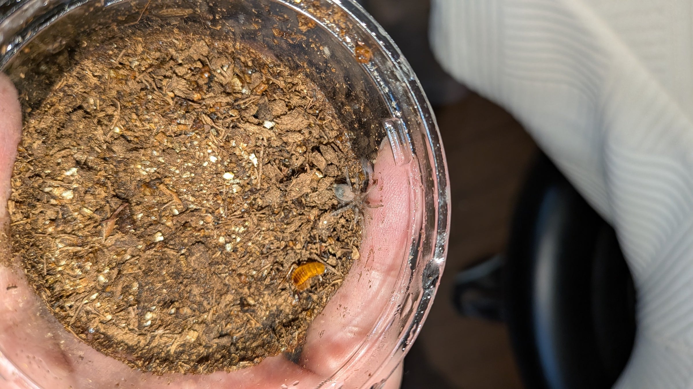 新】Lasiodorides sp. adobe【幼体】 | 奇蟲屋 榊（タランチュラ通販店）