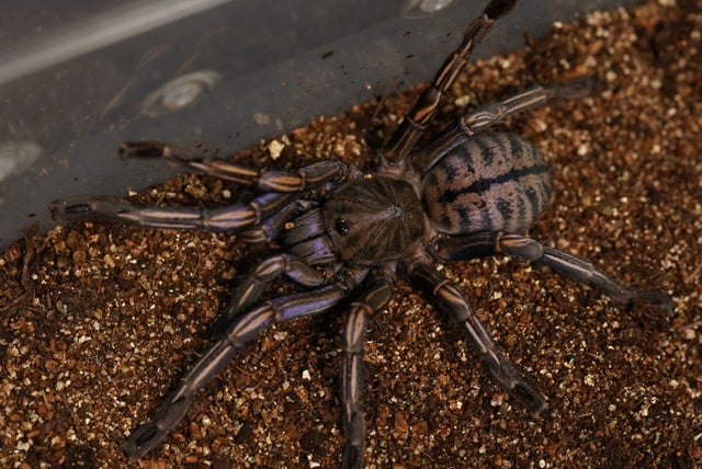 🔥新入荷🔥 | 奇蟲屋 榊（タランチュラ通販店）- Japanese Tarantula