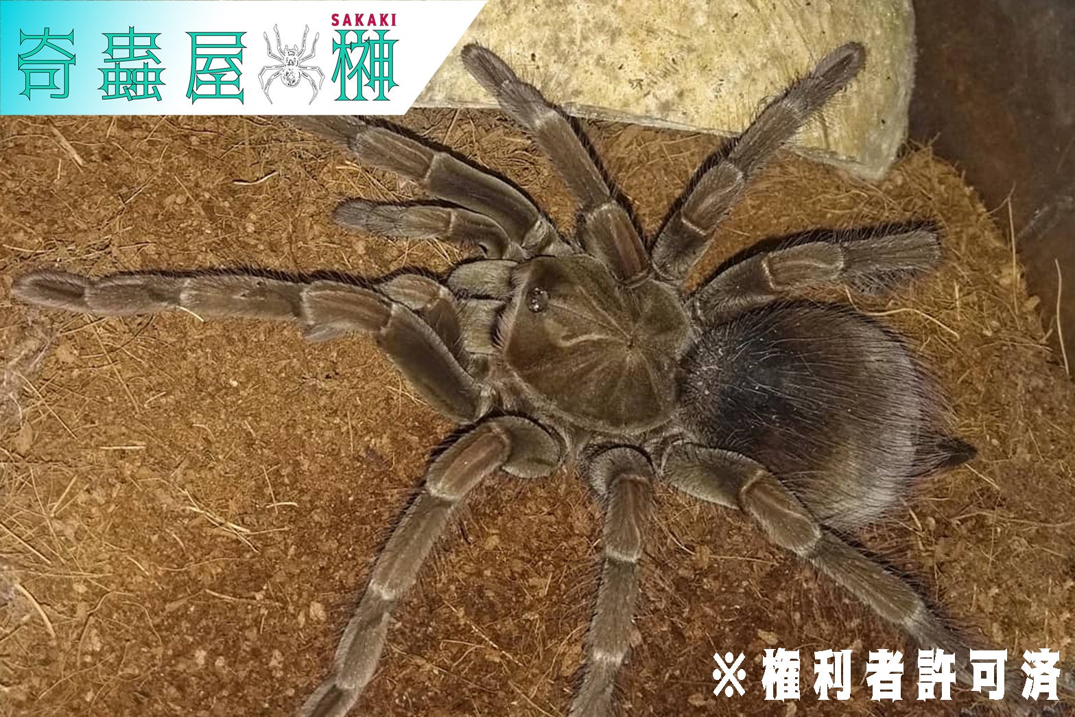 マナビバードイーター/Pamphobeteus sp manabi【ヤング】 | 奇蟲屋 榊