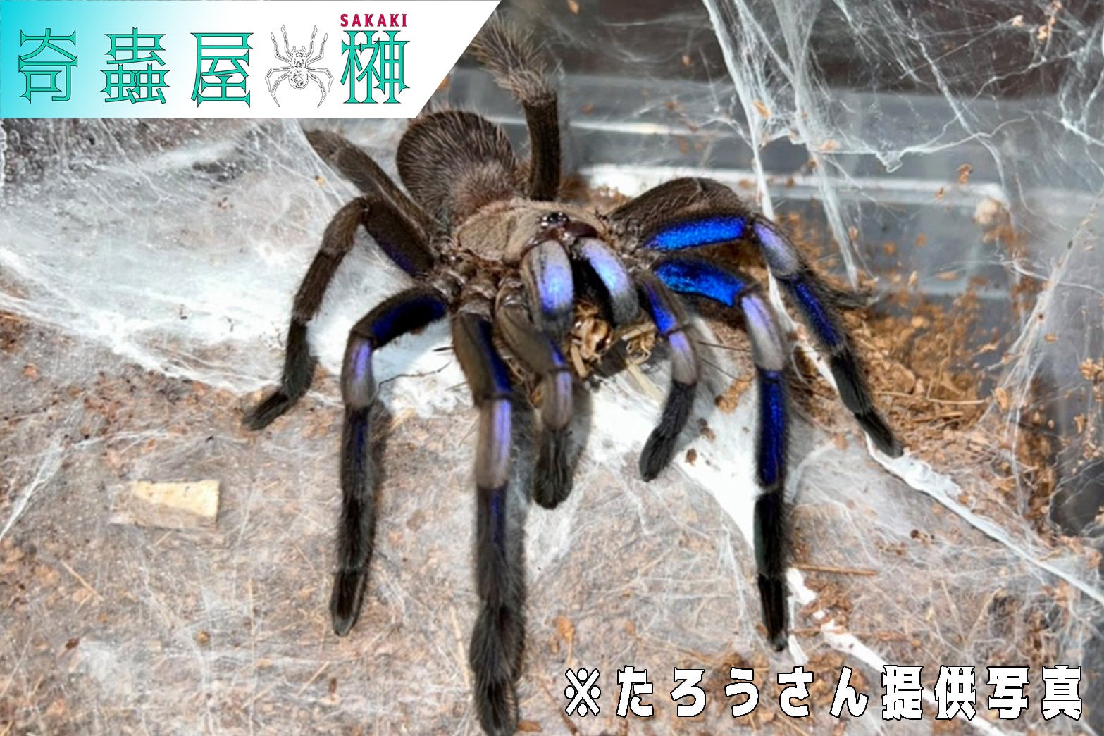 新】エレクトリックブルー/Chilobrachys natanicharum【幼体】3匹