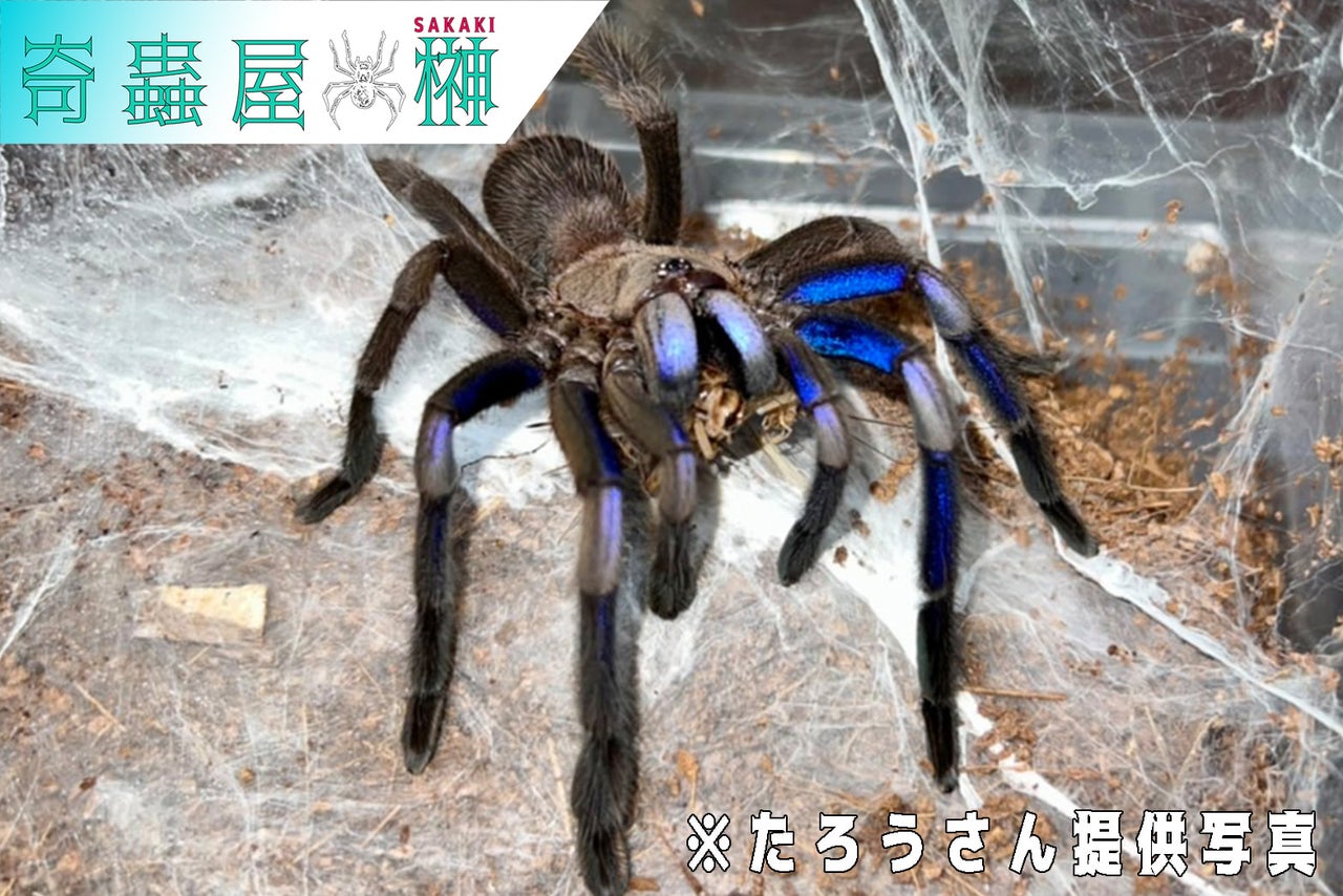奇蟲屋 榊（タランチュラ通販店）