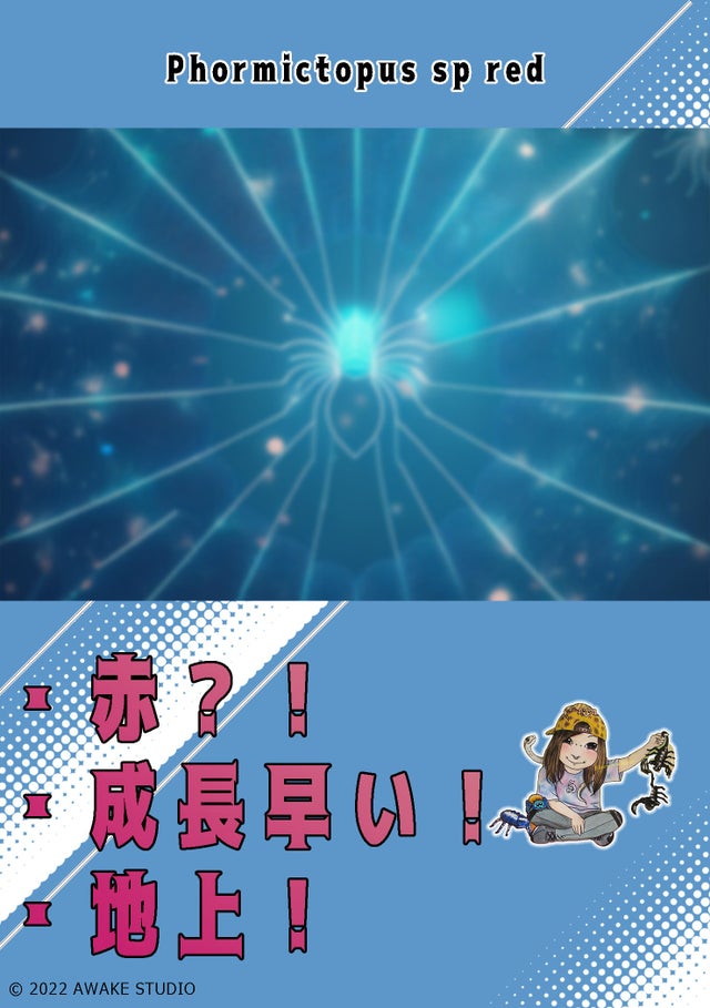 奇蟲屋 榊（タランチュラ通販店）- Japanese Tarantula Online Store