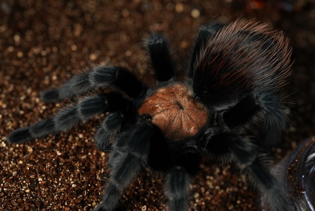 奇蟲屋 榊（タランチュラ通販店）- Japanese Tarantula Online Store