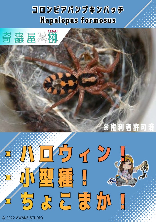 🔥新入荷🔥 | 奇蟲屋 榊（タランチュラ通販店）- Japanese Tarantula