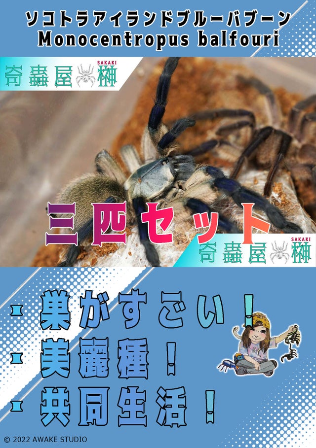 セット販売 | 奇蟲屋 榊（タランチュラ通販店）