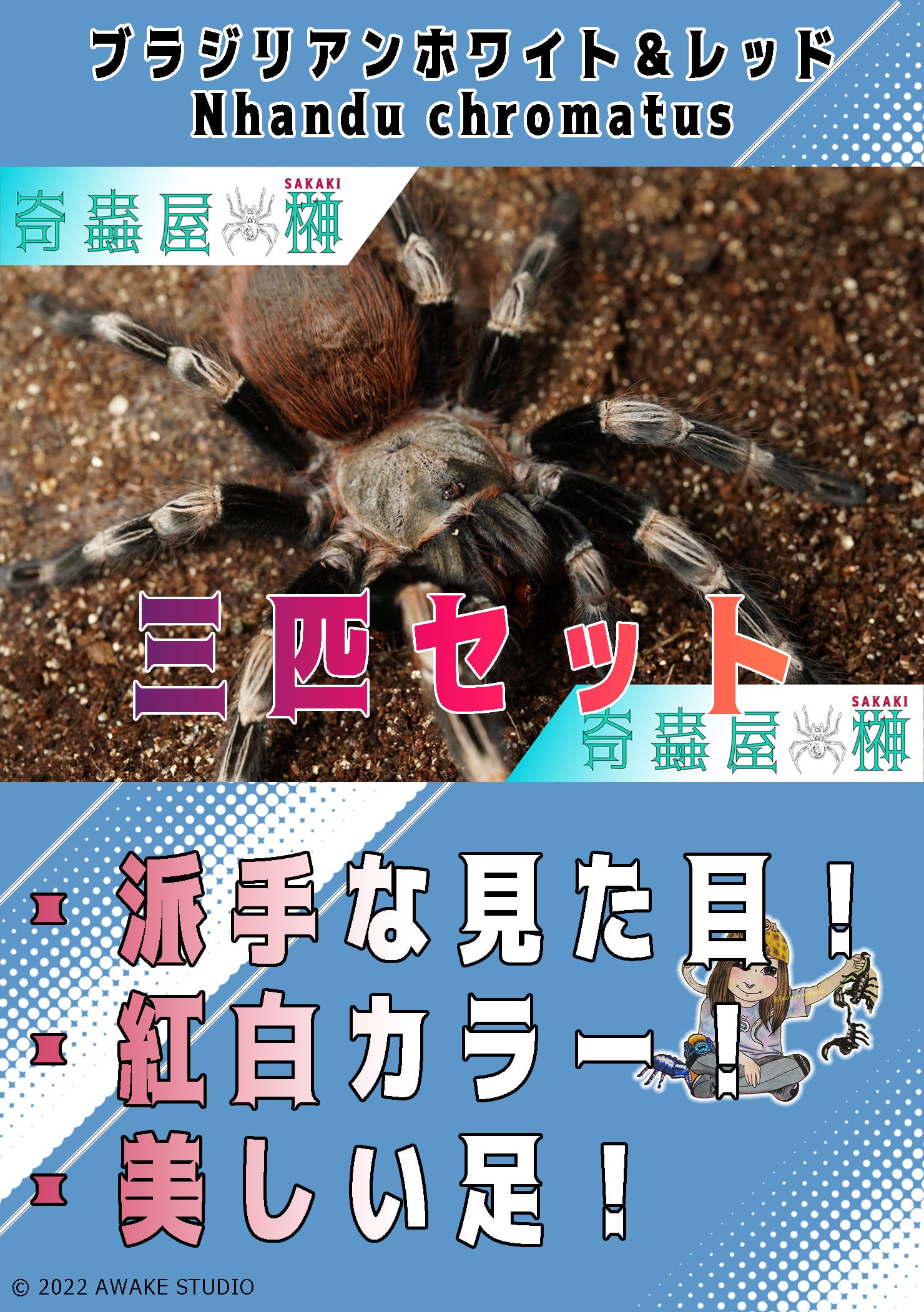 ブラジリアンホワイト＆レッド/Vitalius chromatus（Nhandu