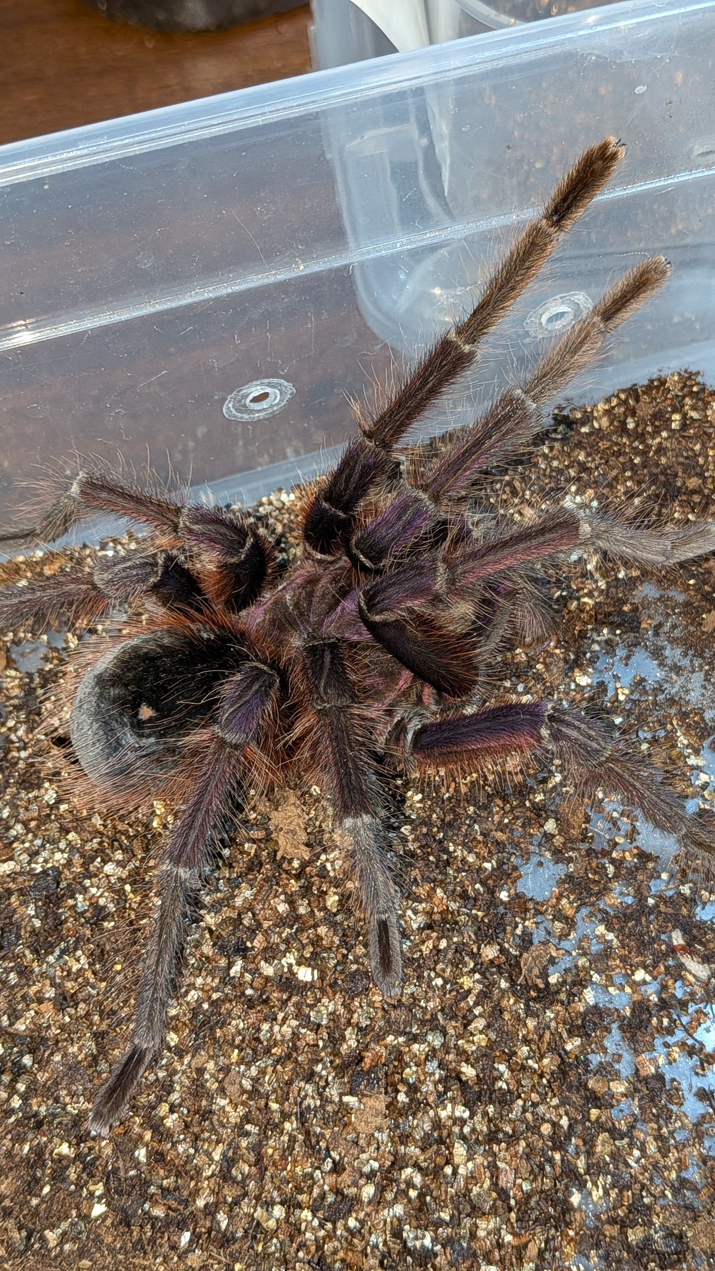 バーガンディーゴライアスバードイータTheraphosastirmi標本24cm バーガンディゴライアスバードイーター/Theraphosa stirmi【成体