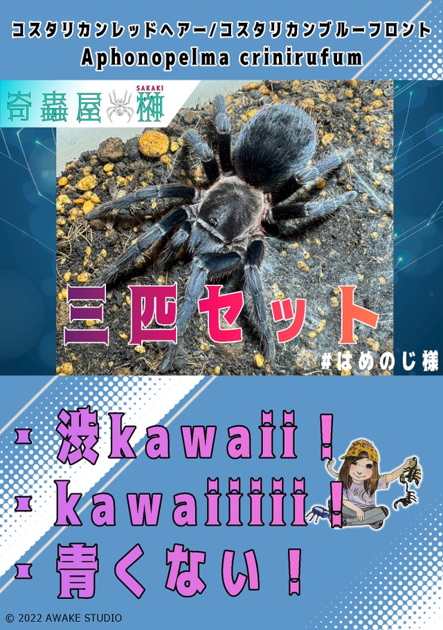 セット販売 | 奇蟲屋 榊（タランチュラ通販店）- Japanese Tarantula