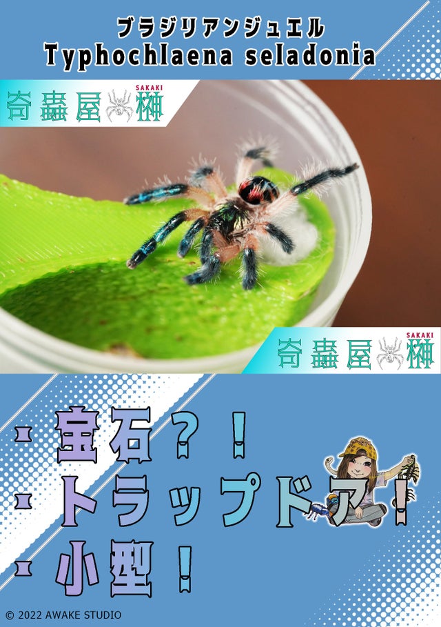 sayu様 アニラバ ゲーラバ ハロパ2018 斬×2 🔥新入荷🔥 | 奇蟲屋 榊（タランチュラ通販店）- Japanese Tarantula