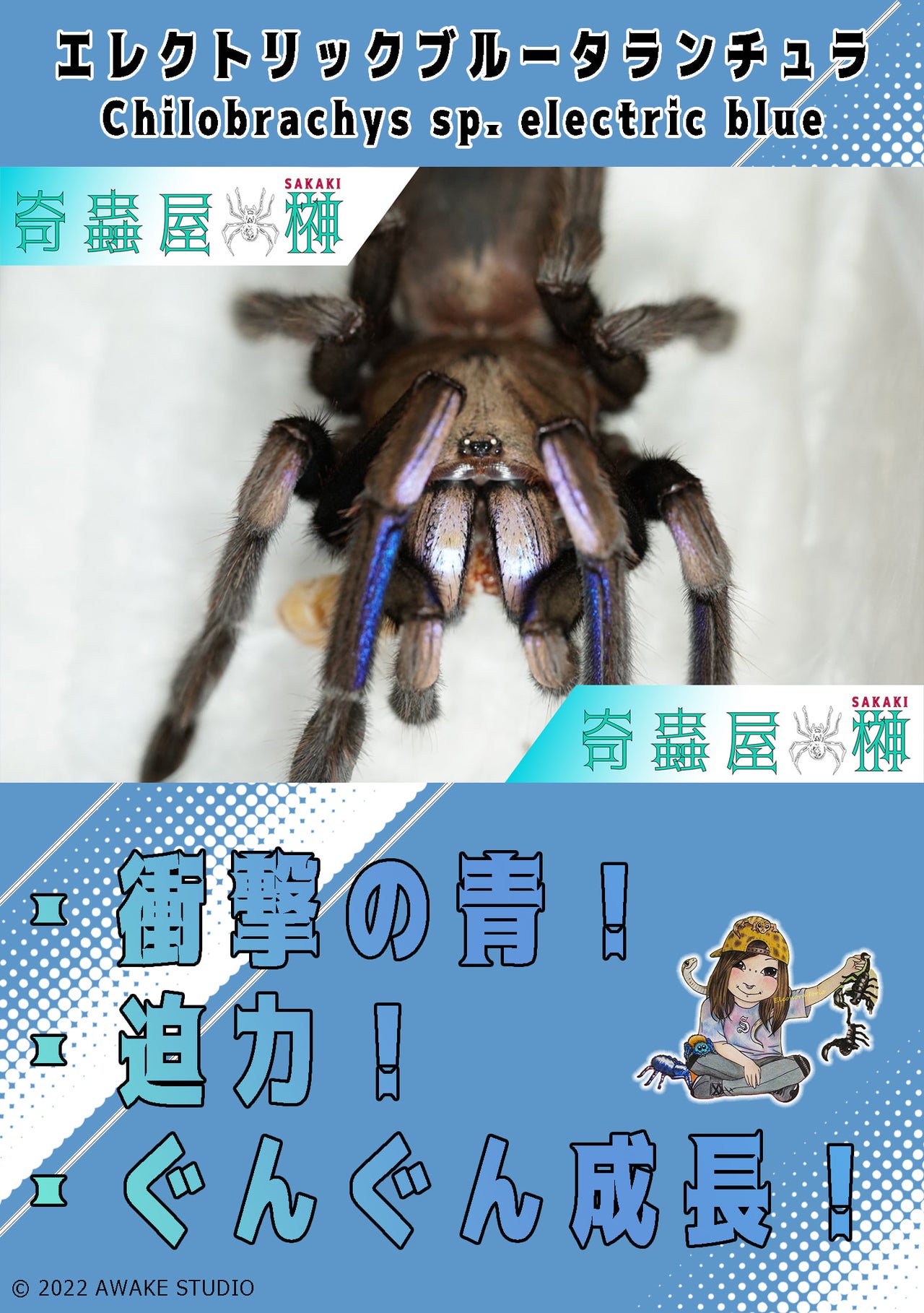 タランチュラの世界 419P+XgFnEL._AC_SY200_QL15_.jpg