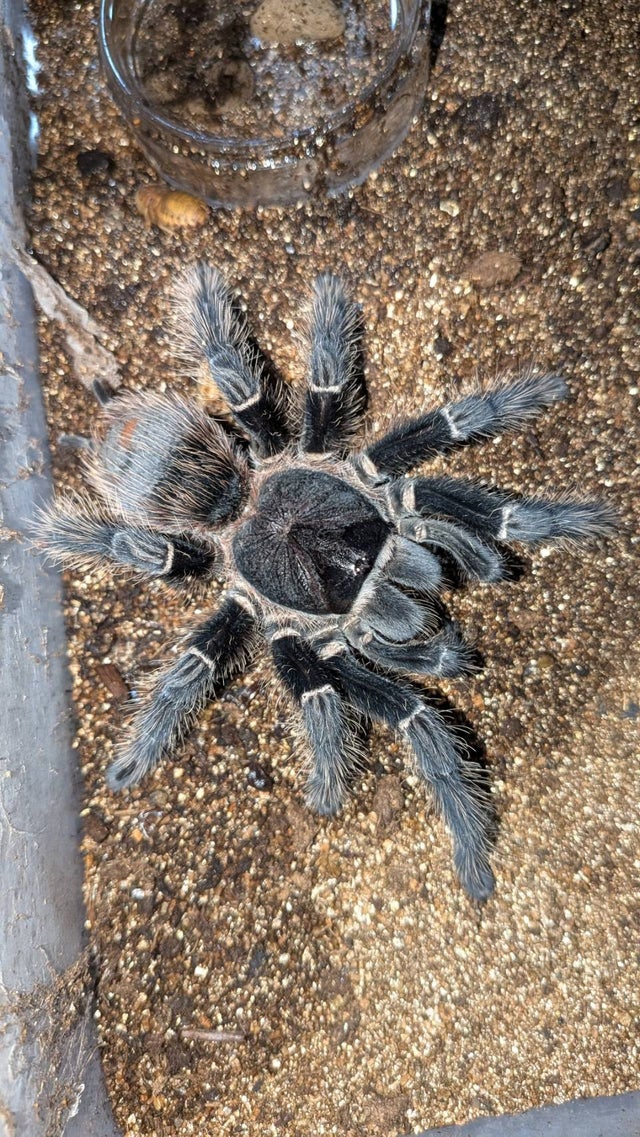 奇蟲屋 榊（タランチュラ通販店）- Japanese Tarantula Online Store