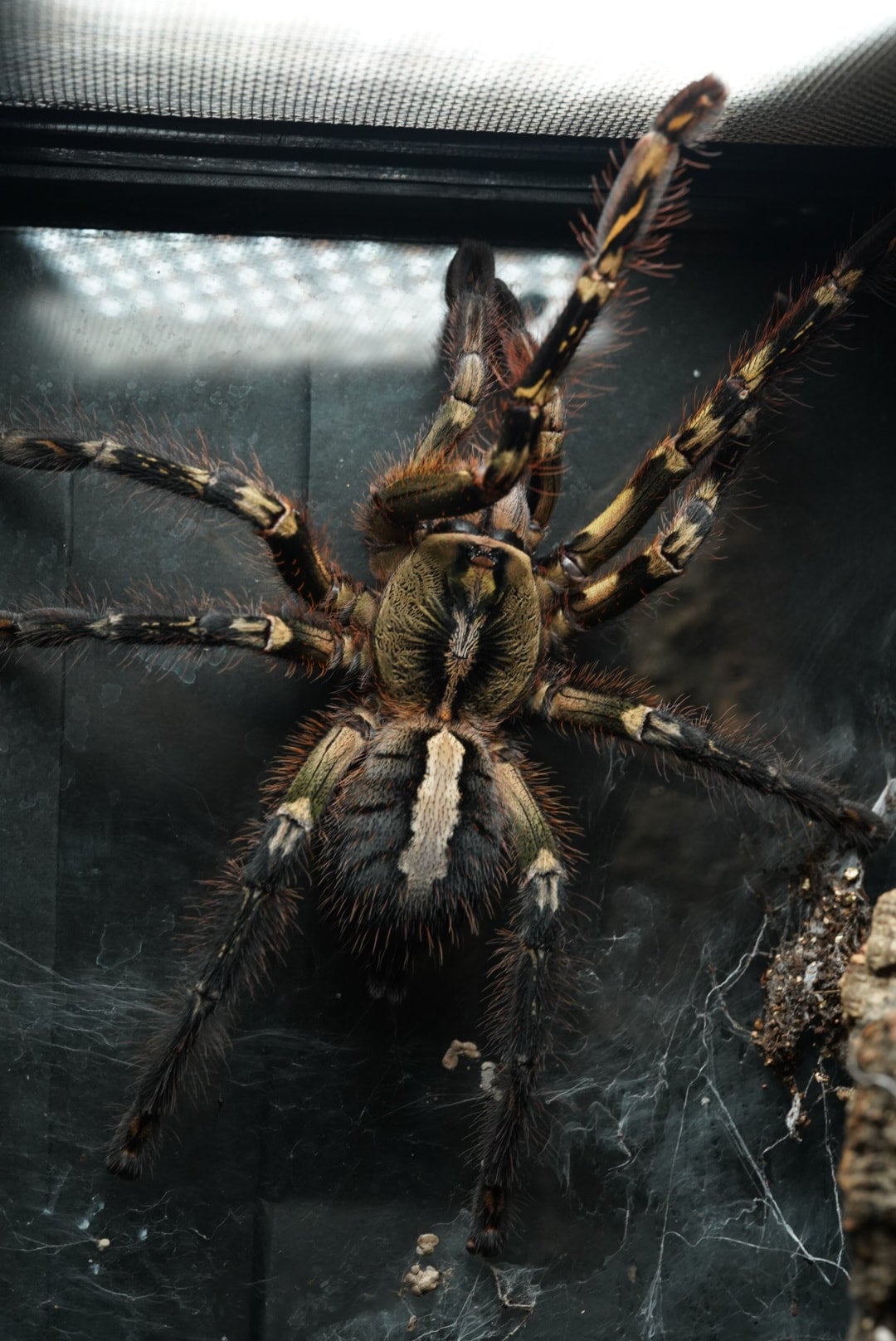 フリンジドオーナメンタル/Poecilotheria ornata 当店CB【幼体】 3匹