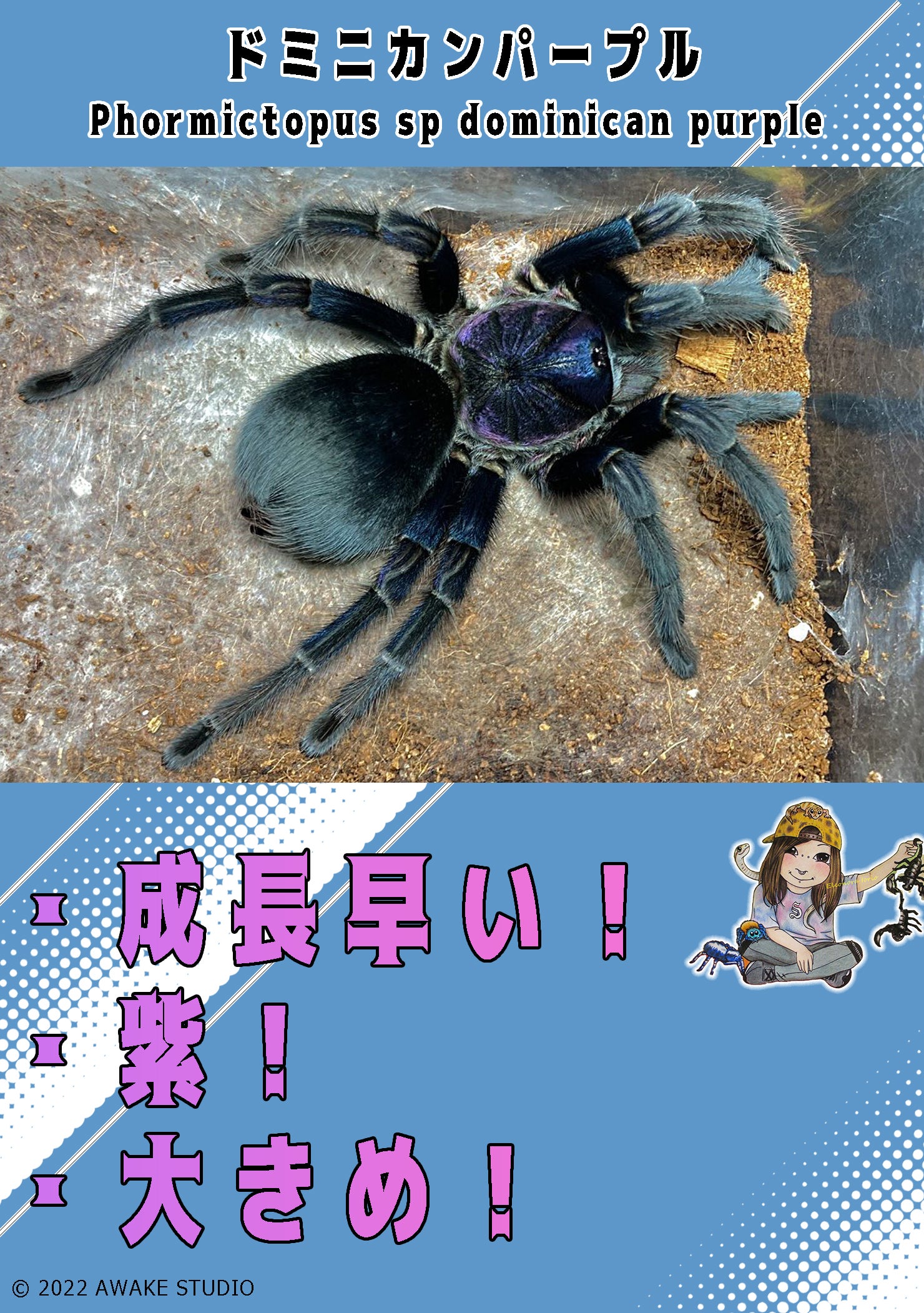カート | 奇蟲屋 榊（タランチュラ通販店）- Japanese Tarantula
