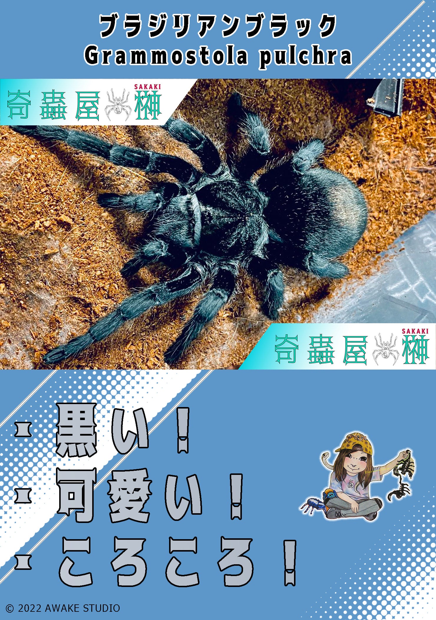 ブラジリアンブラック タランチュラ 漆黒の貴婦人】ブラジリアンブラック | 奇蟲屋 榊（タランチュラ通販店）
