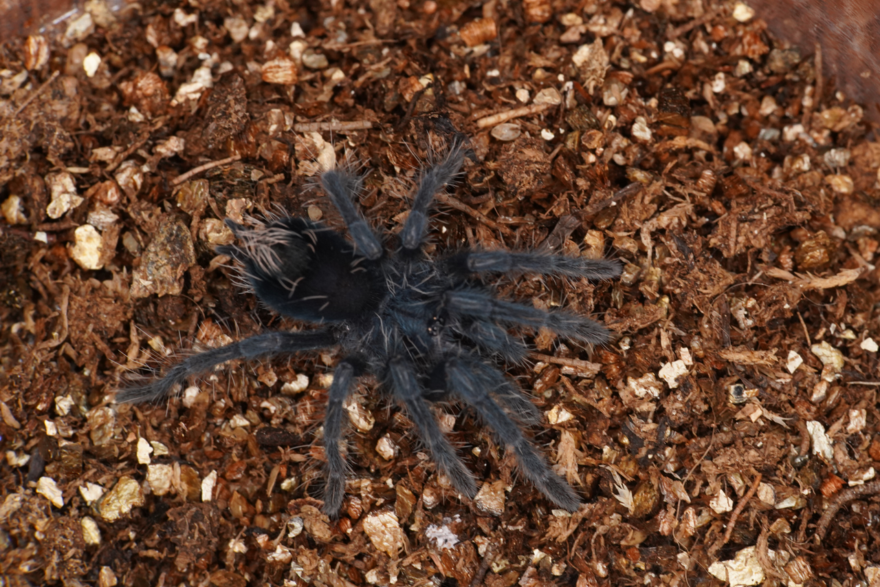 新】レッドアイランドバードイーター /Phormictopus atrichomatus