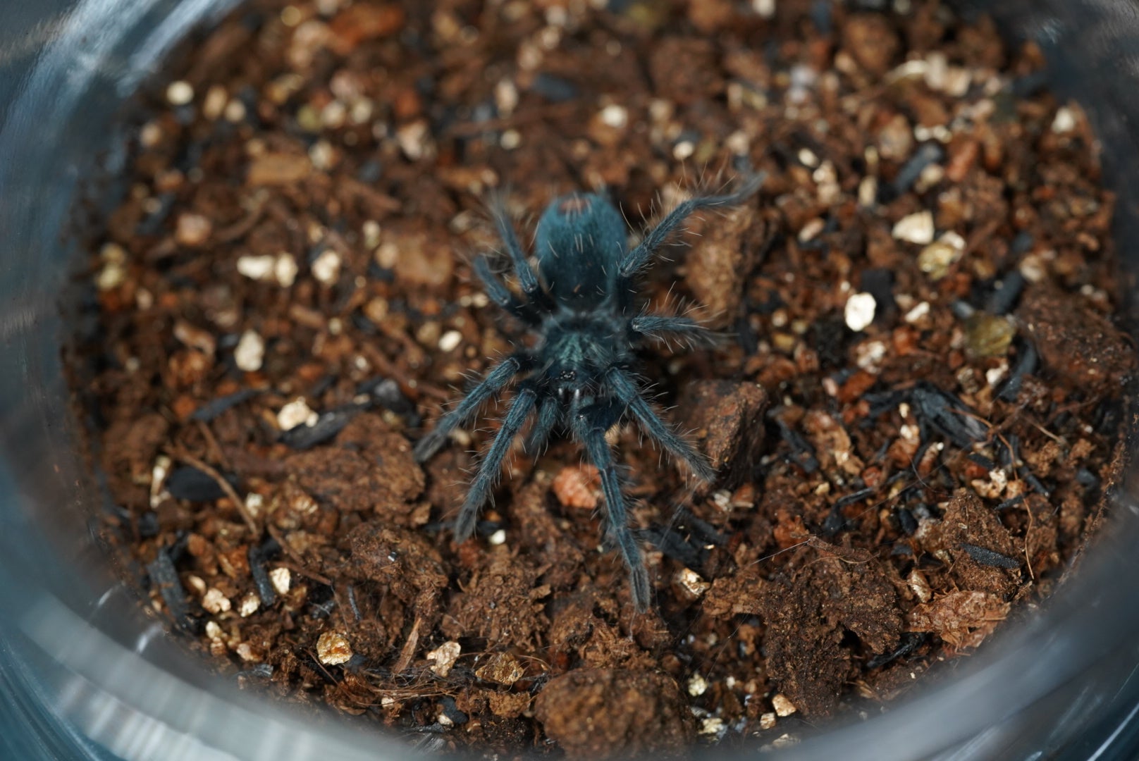新】ドミニカンパープル/Phormictopus sp. dominican purple【幼体