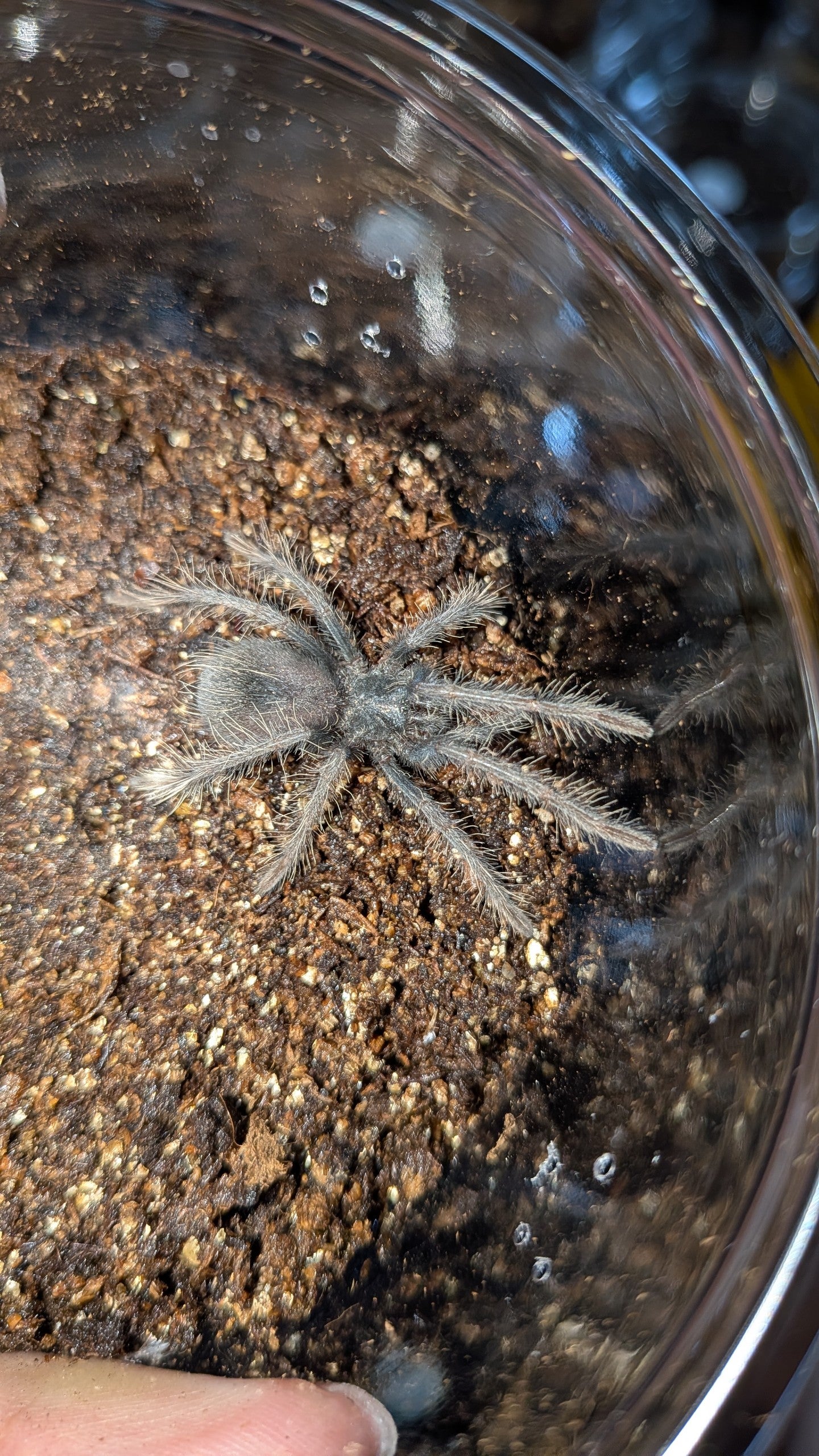 確認用タランチュラ tarantula ディッキア　発根済みカキ子 Xenesthis sp. blue【幼体】 | 奇蟲屋 榊（タランチュラ通販店