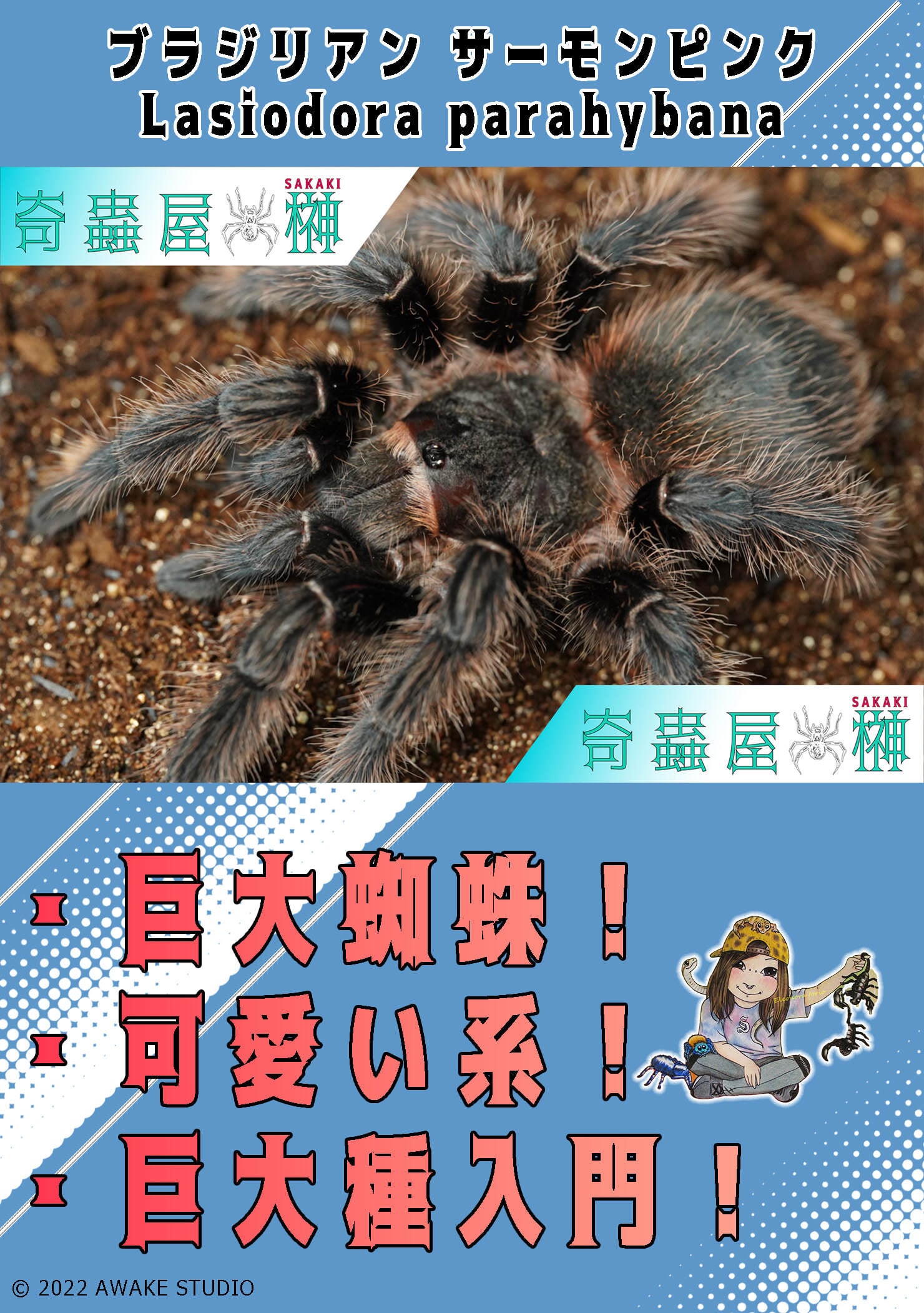 ブラジリアンサーモンピンク/Lasiodora parahybana【幼体】 | 奇蟲屋