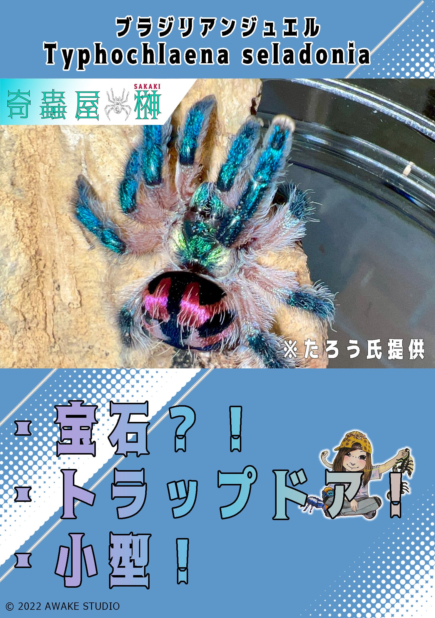 ブラジリアンジュエル/キャンディショップスパイダー